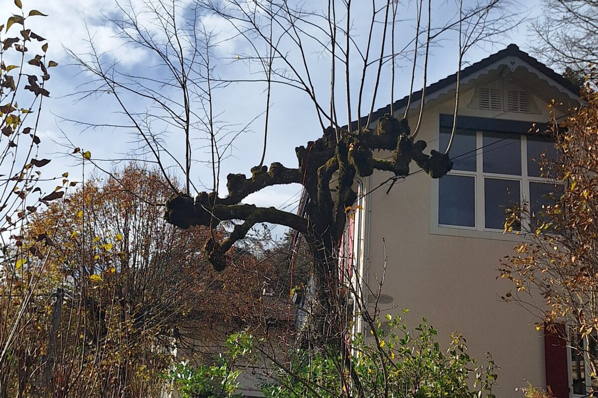 biotopeelagage-taille-d-arbre