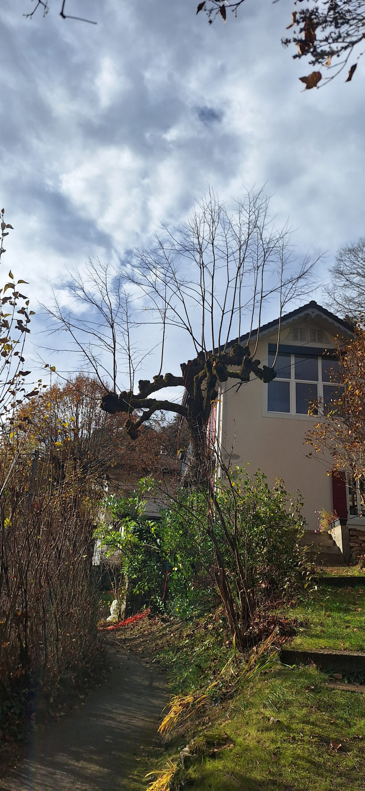 biotopeelagage-taille-d-arbre