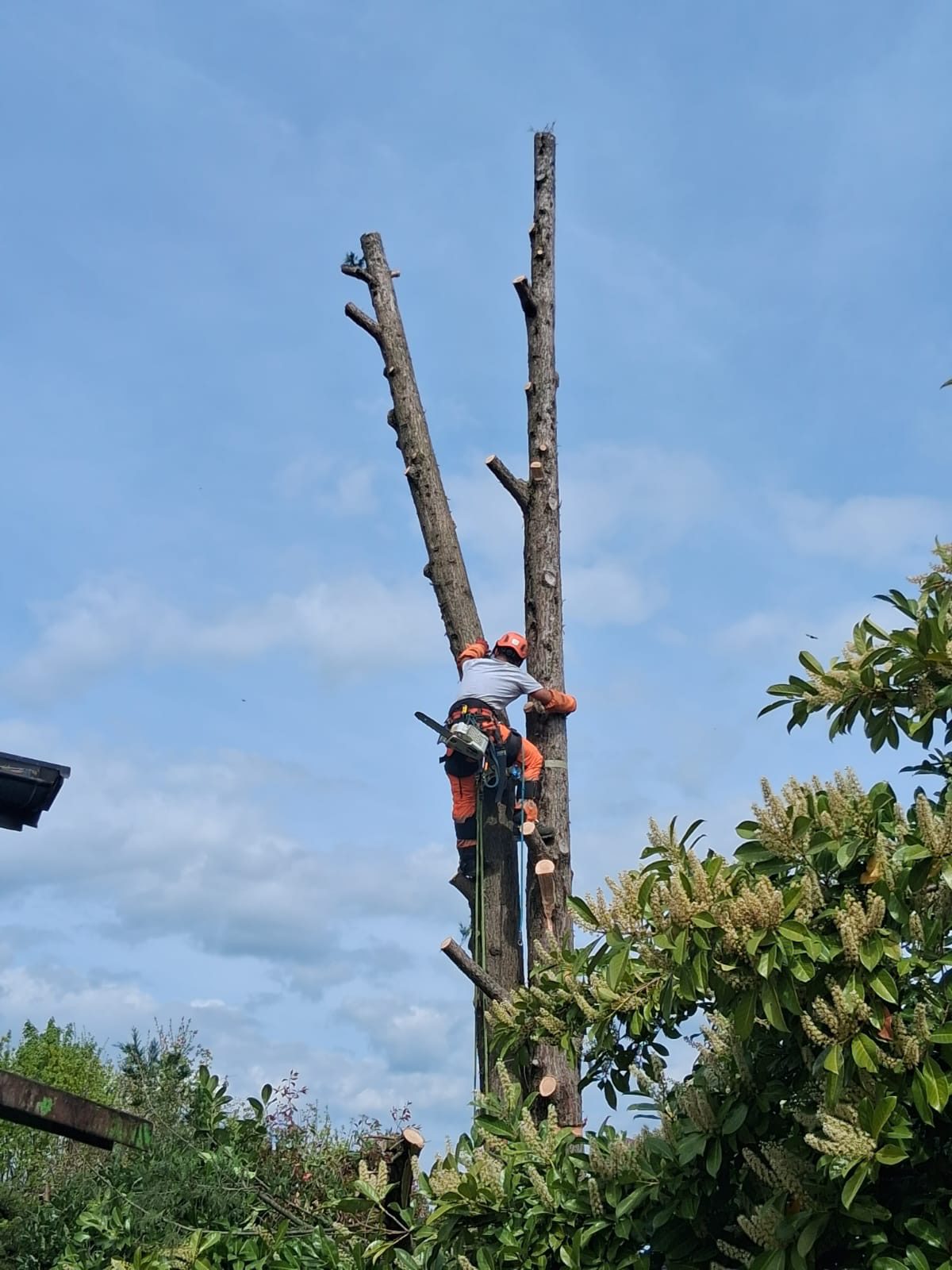 Intervention d’abattage d’arbre en Haute-Savoie