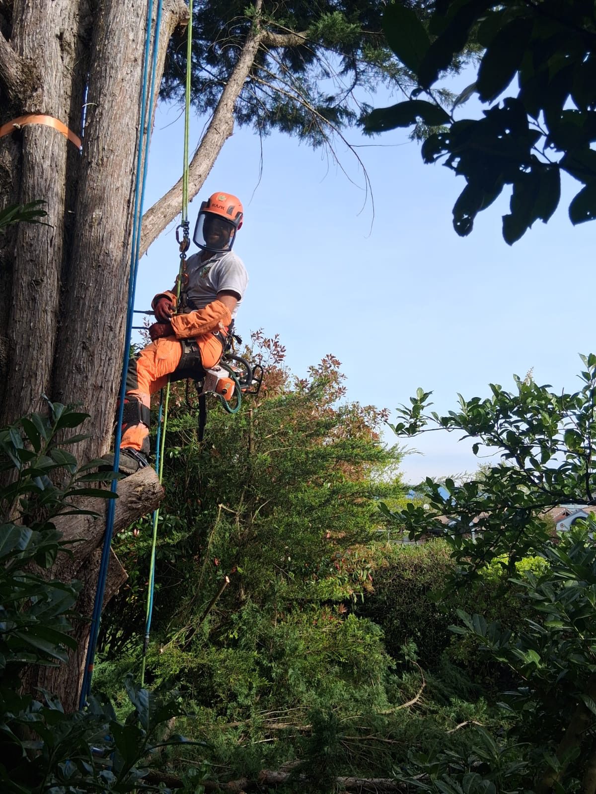 Élagage en Haute-Savoie